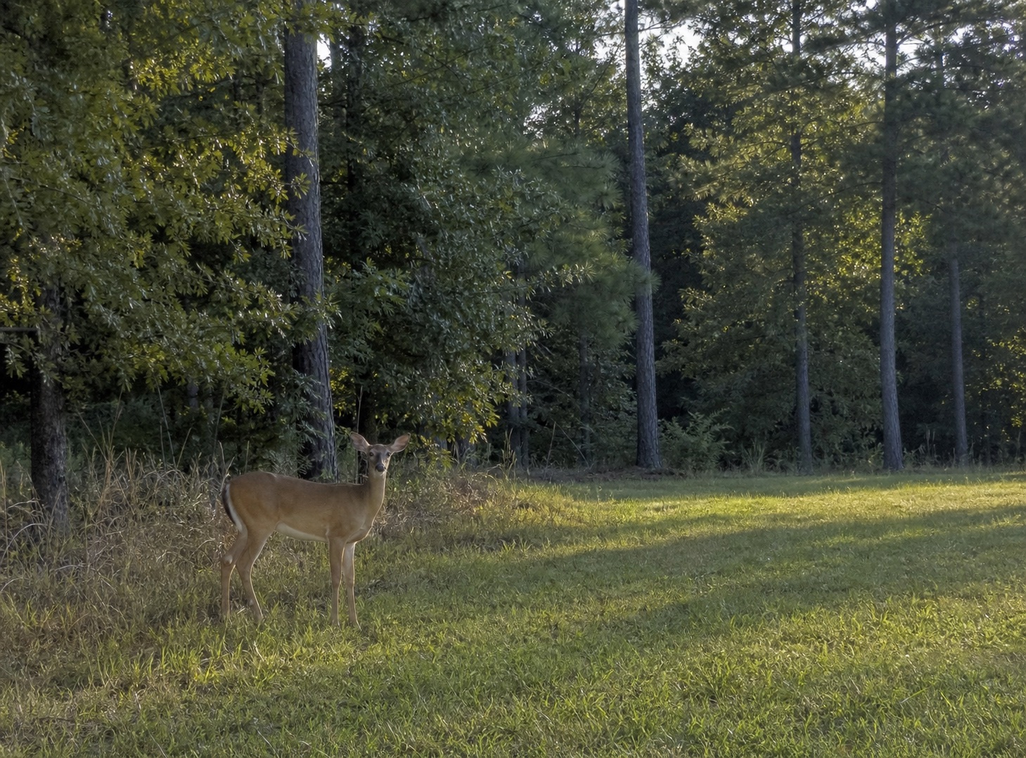White-tailed deer standing near a wooded farm field