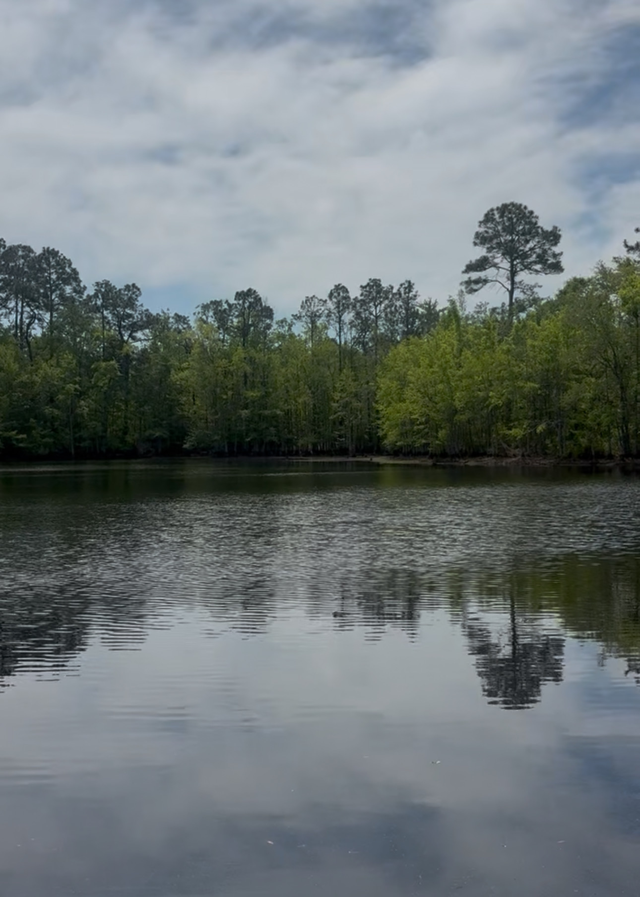 Pond surrounded by trees for fishing and quiet reflection
